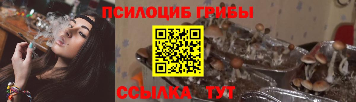 Псилоцибиновые грибы Cubensis Солнечногорск